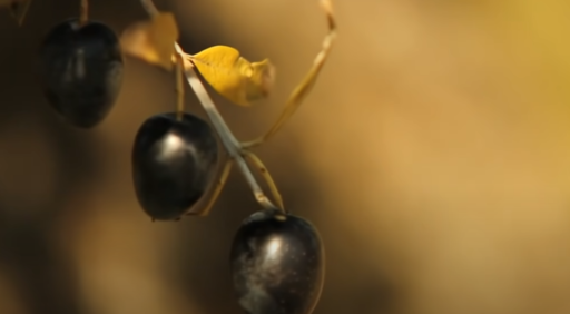 como se poda un olivo