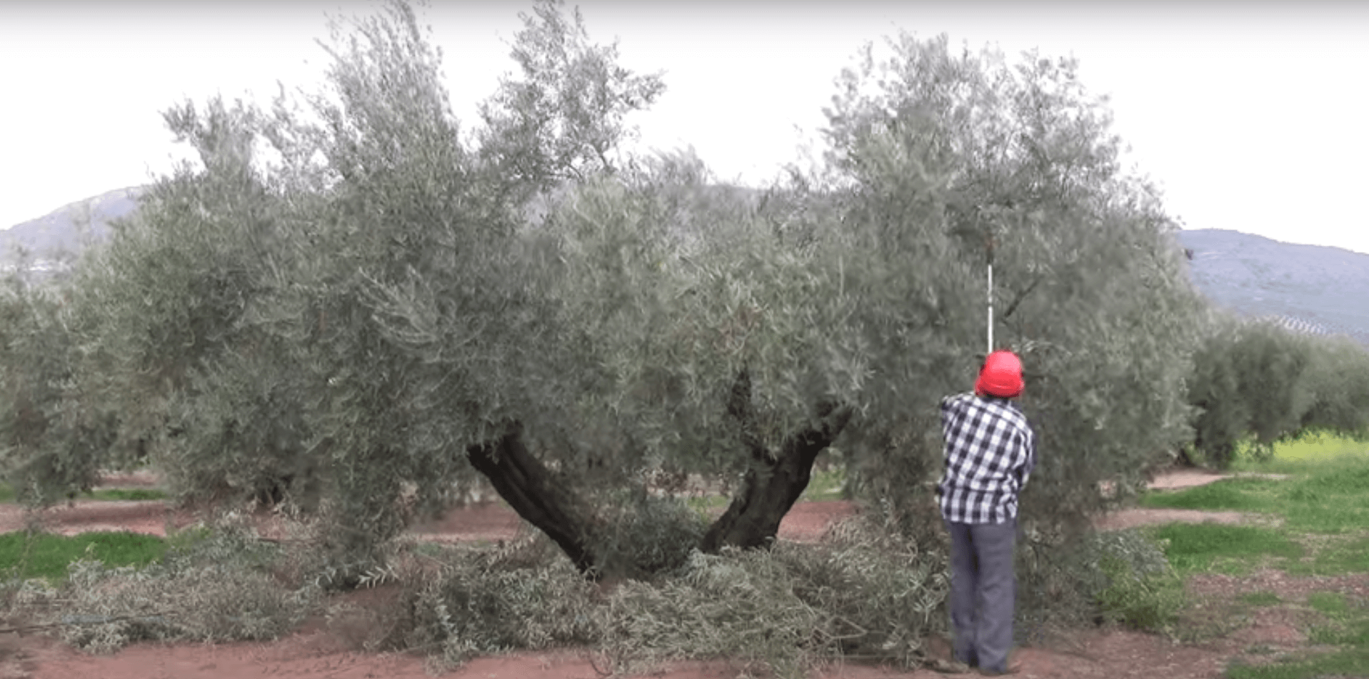 como podar un olivo para produccion